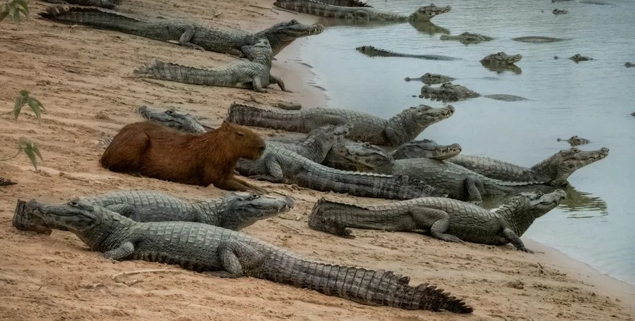 капибара кайман