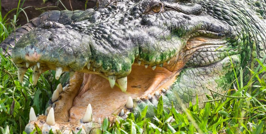 рептилия гребнистый крокодил