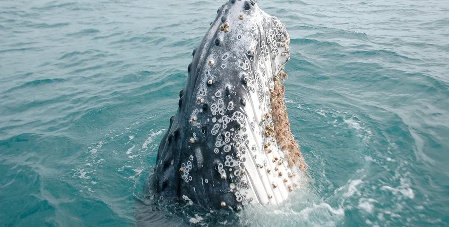 киты и китовые вши