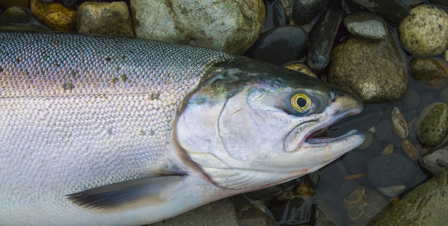 рыба лосось лосось рыба