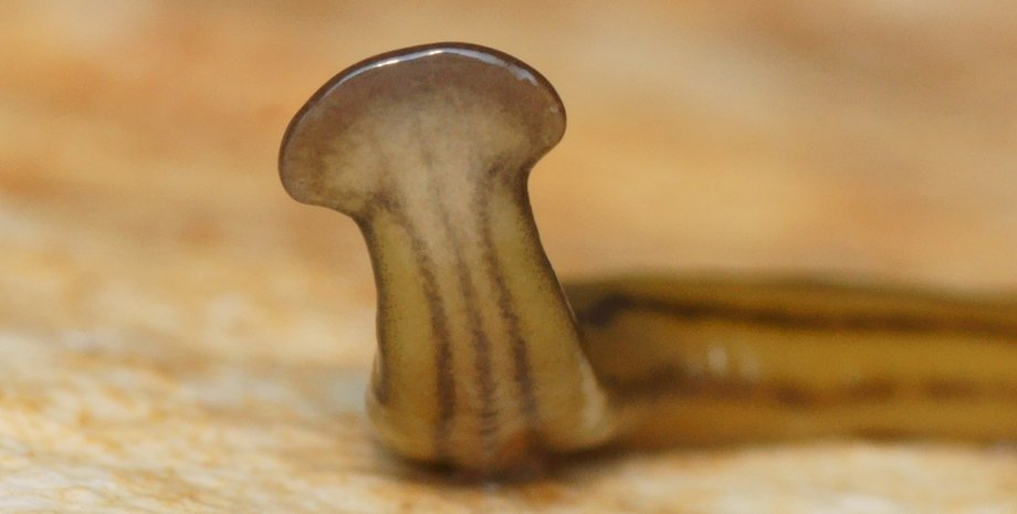 молотоголовый червь