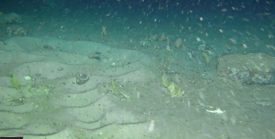 гнезда ледяных рыб ледяные рыбы гнезда