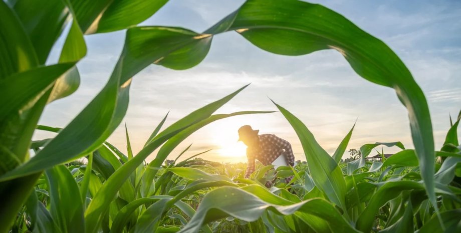 кукуруза гайана