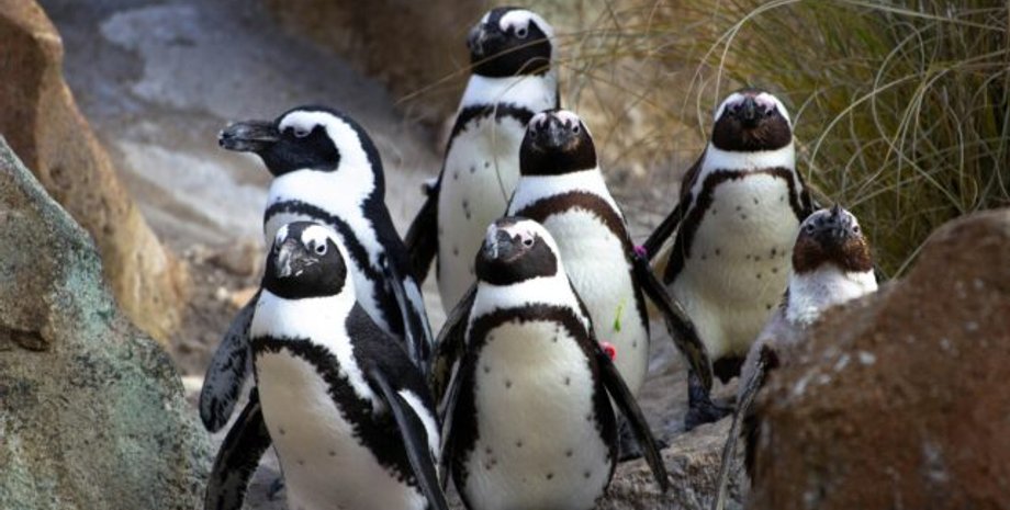 африканские пингвины гибель