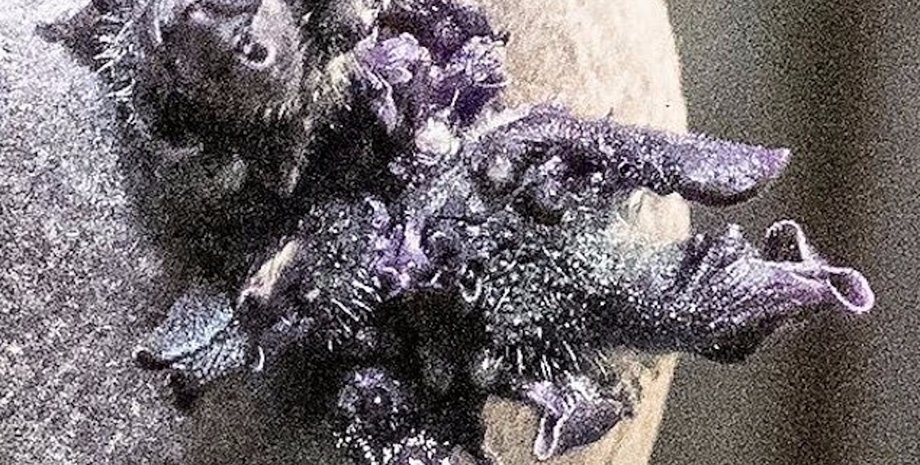 мкс фото картофеля