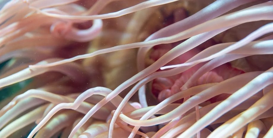 морские анемоны океан