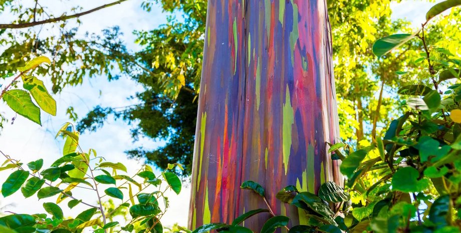 радужный эвкалипт