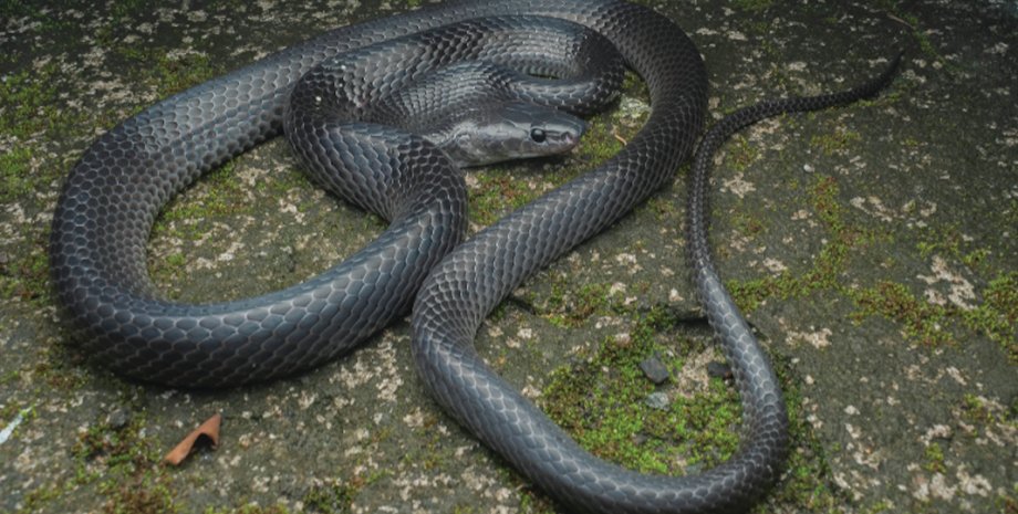 новый вид змей-волков