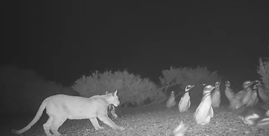 пума, пингвины, охота, аргентина, животные