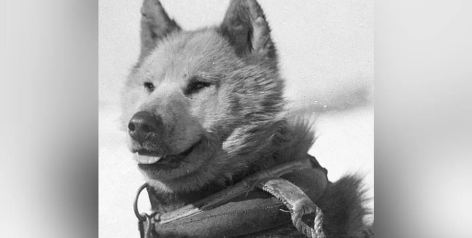 собаки в антарктиде